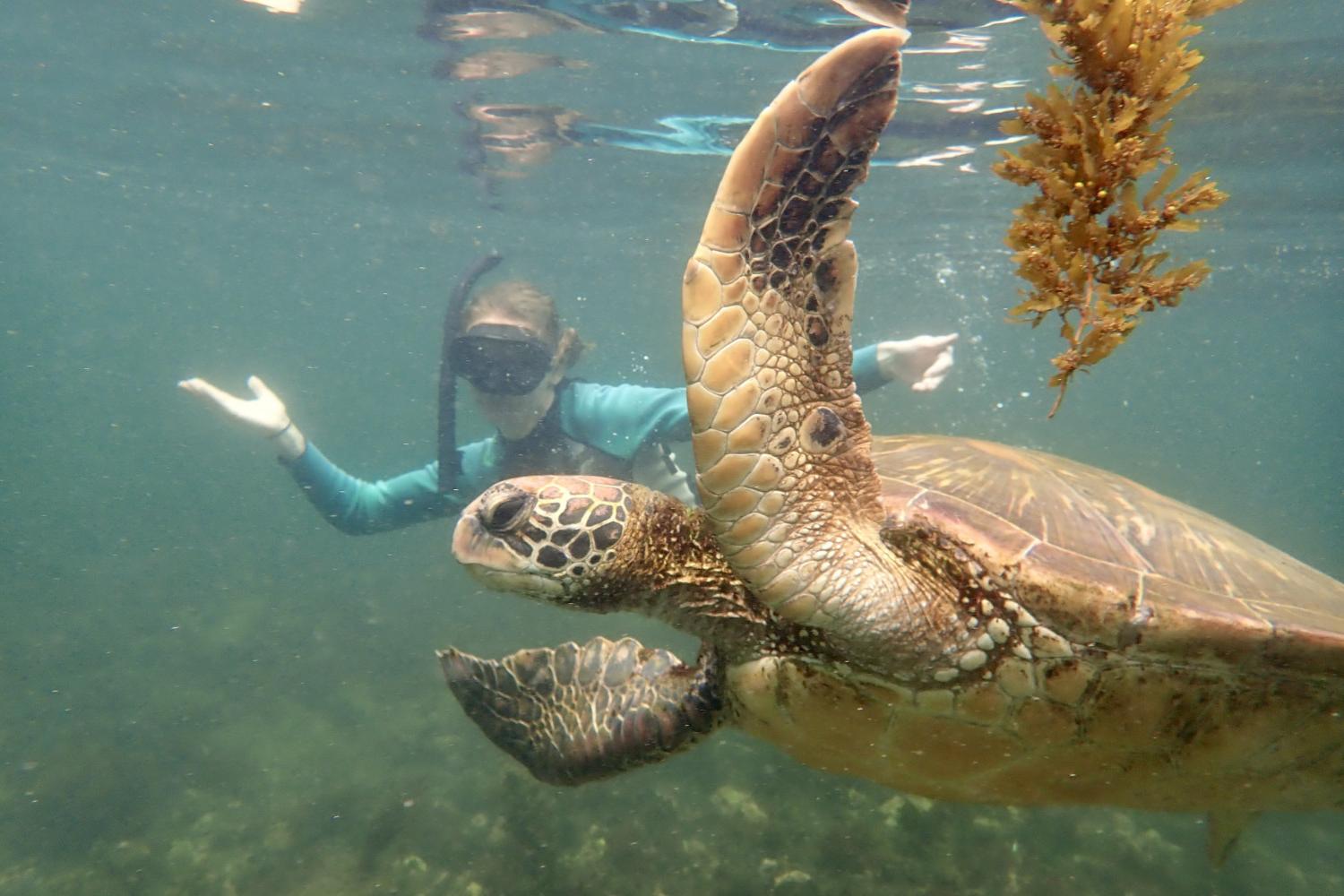 一名<a href='http://gy.somechan.net'>博彩网址大全</a>学生在Galápagos群岛游学途中与一只巨龟游泳.